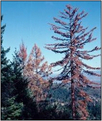 Dying conifers on a drought-prone site in southwest Oregon; photo by Oregon Department of Forestry.
