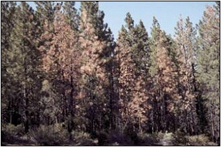 Ponderosa pines killed by pine engraver beetles along Century Drive in Central Oregon in 2002; photo by Oregon Department of Forestry