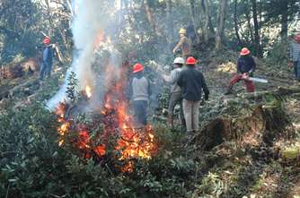 Cutting and burning infested trees and shrubs to eradicate P. ramorum