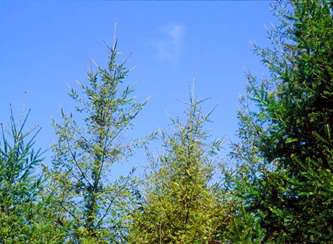 Sparse yellow crowns of Douglas-fir damaged by Swiss needle cast