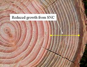 Tree growth rings showing reduced growth in recent years due to Swiss needle cast