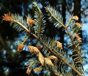 dieback on new shoots of Sitka spruce