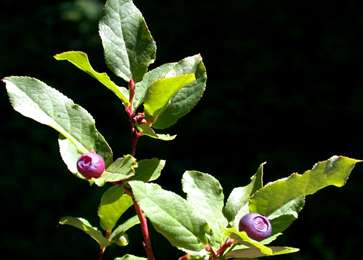 photo of thinleaf huckleberry