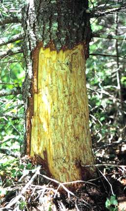 photo of a Douglas-fir tree damaged by black bear
