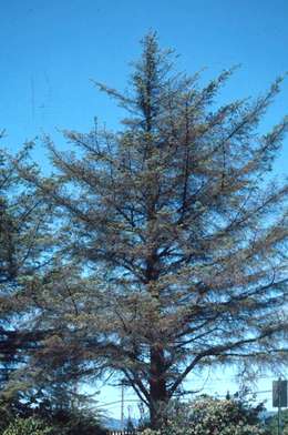Sitka spruce with thin crown due to spruce aphids