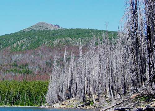 Hillside with many trees killed by mountain pine beetle either recently (reddish trees) or many years ago (gray tree trunks)