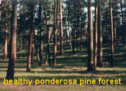 photo of a healthy ponderosa pine stand