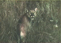 Photo of panther