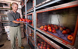 Jim Mattheis places apples treated with 1-MCP into a controlled atmosphere chamber. Link to photo information