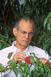 Ralph Scorza inspects a peach. Link to photo information