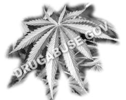 Marijuana Leaf