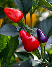 Ornamental red and purple peppers: Link to photo information