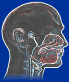 Image of head and neck