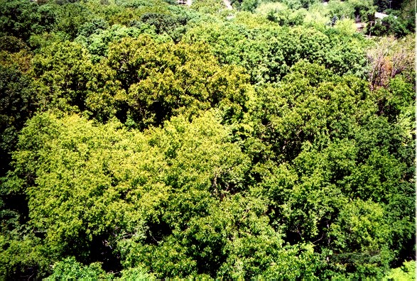 Spring Scene of a Trees