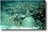 star and staghorn coral