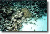 star and staghorn coral
