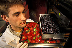 Fruits being freeze-dried by technician. Link to photo information