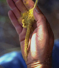 Cattail pollen