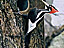 A large black-and-white bird with a red crest on its head clings to the side of a tree