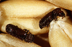 Adult lesser grain borers. Link to photo information