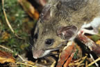 Deer mouse (photo by Charlie Crisafulli).
