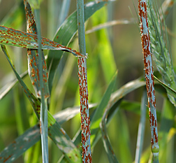Close-up of stem rust on wheat. Link to photo information
