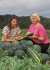 Penelope Perkins-Veazie and Shelia Magby examine a freshly sliced mini-watermelon. Link to photo information