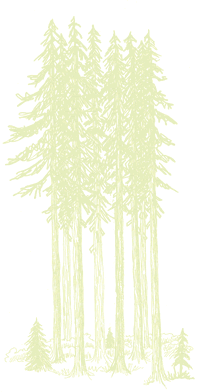 [Image]: Tall trees.