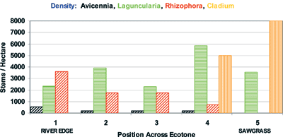 bar graph showing stem density for the dominant species across the Harney River mangrove marsh ecotone transect