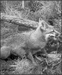 A photograph of a rabid fox sitting in a wooded area.