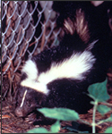 Approximately a third of reported animal rabies is attributed to the wild skunk population.