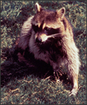Raccoons can also be vectors of the rabies virus, transmitting the virus to humans and other animals.