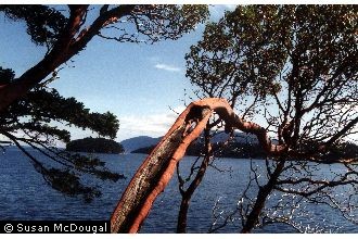 Photo of Arbutus menziesii Pursh