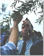 Photo of man releasing Oxyops vitosa on Melaleuca