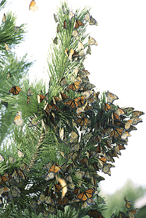 Monarch Butterflies Clustered in a Tree