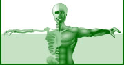 figure showing skeleton and musculature