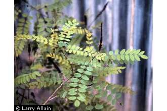 Photo of Amorpha fruticosa L.