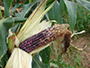 "White Eagle" corn grown at the Jimmy Carter PMC