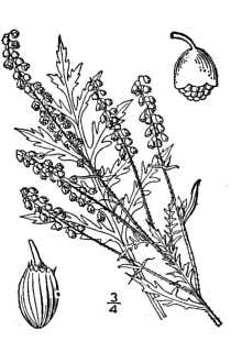 Line Drawing of Ambrosia artemisiifolia L. var. elatior (L.) Descourtils