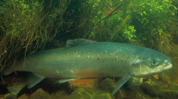underwater photo of Atlantic salmon