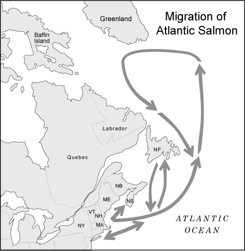 map illustrating the migration of Atlantic salmon