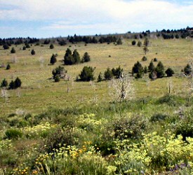 juniper meadow