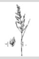 View a larger version of this image and Profile page for Poa trivialis L.