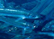 Pacific Herring in Prince William Sound, photo by Mary Whalen