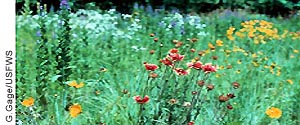 Crimson, yellow, lavender, and white prairie wildflowers provide the grasslands their legendary color palate.  Photo by G. Gage/USFWS.