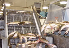 Fish are processed on a conveyor belt.