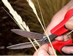 Closeup two hands with scissors clipping teh seed heads from wild rye.