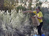 woman picking seeds from a sagebrush shrub.