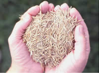 two hands holding native plant seeds.