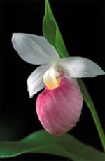 the showy lady's slipper.